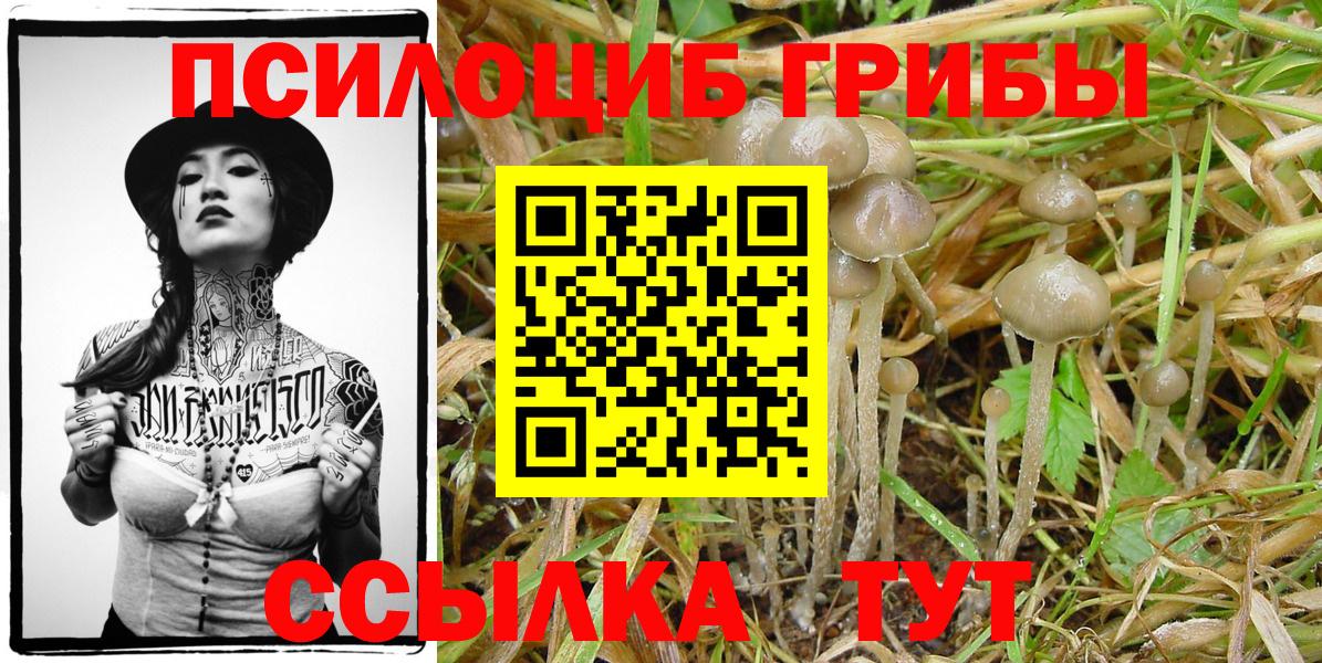 Галлюциногенные грибы Psilocybe Соликамск